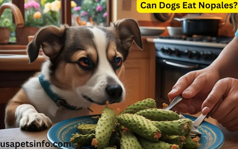 Can Dogs Eat Nopales?