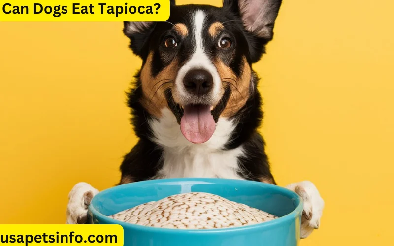 Can Dogs Eat Tapioca? Is It Save For Dogs?