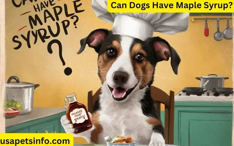 Can Dogs Have Maple Syrup?