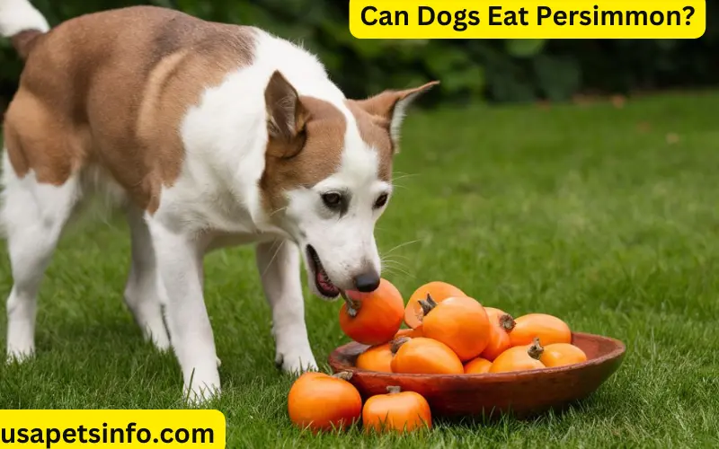 Can Dogs Eat Persimmon?