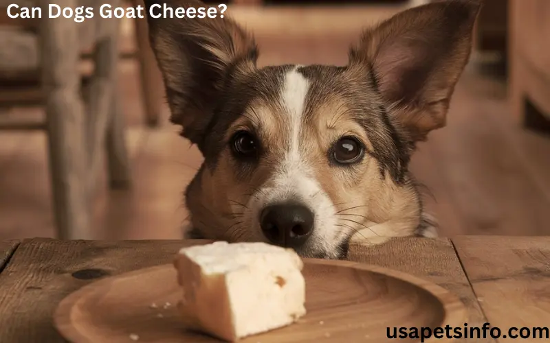 Can Dogs Goat Cheese?