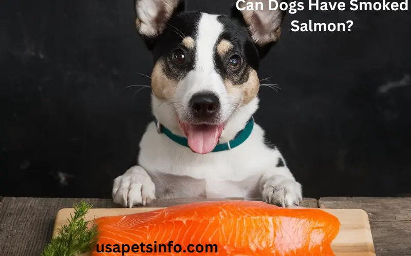 Can Dogs Have Smoked Salmon?