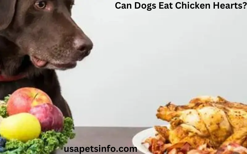 Can Dogs Eat Chicken Hearts?