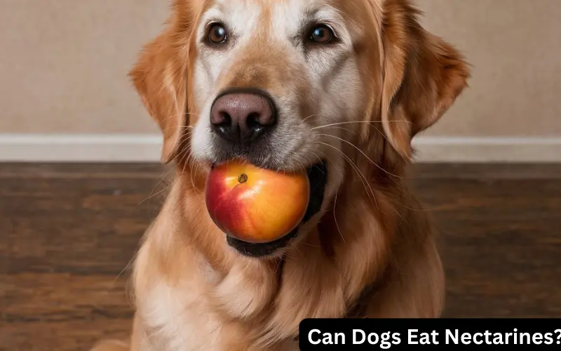 Can Dogs Eat Nectarines?