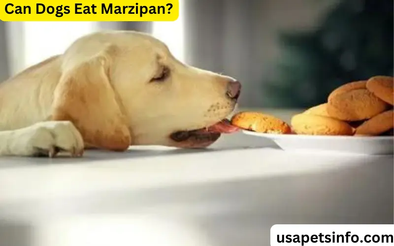 Can Dogs Eat Marzipan?