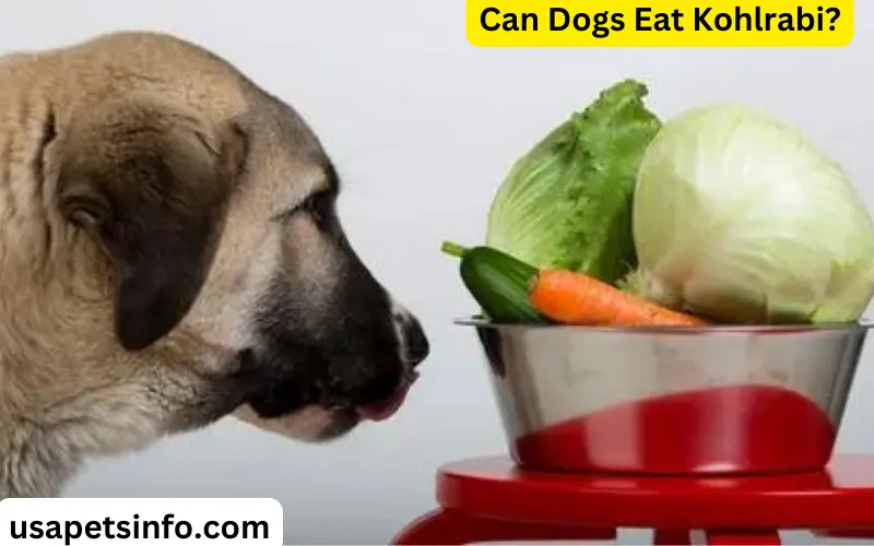 Can Dogs Eat Kohlrabi?