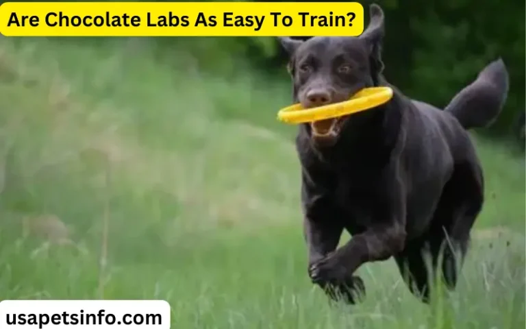 Are Chocolate Labs As Easy To Train?