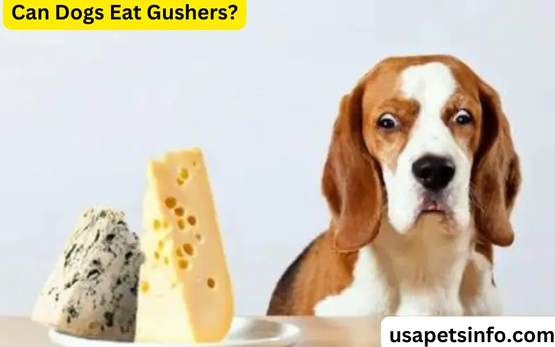 Can Dogs Eat Gushers?