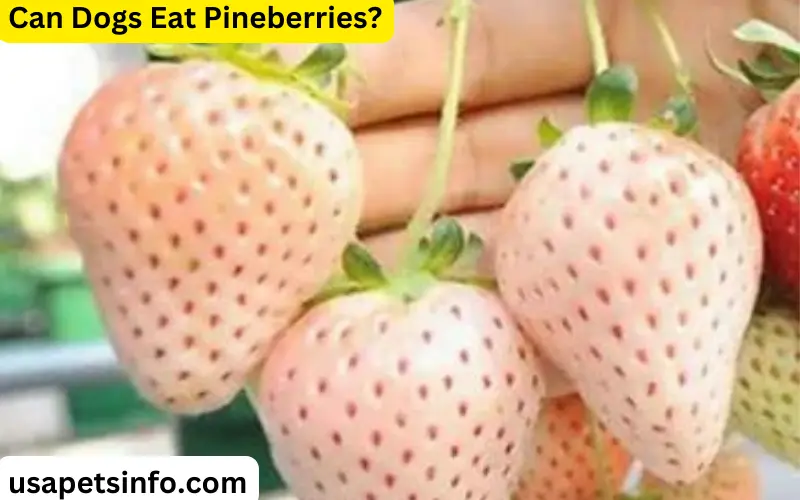 Can Dogs Eat Pineberries?