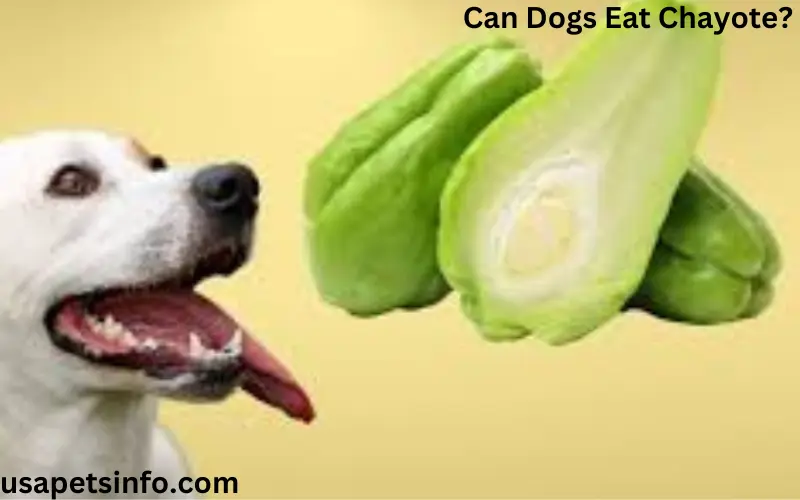 Can Dogs Eat Chayote?