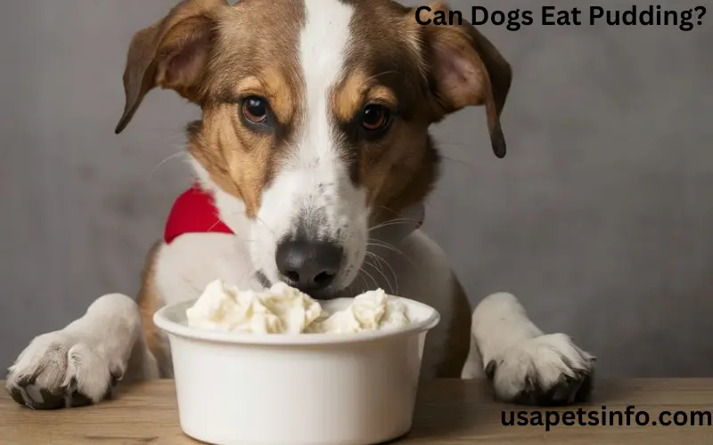 Can Dogs Eat Pudding?