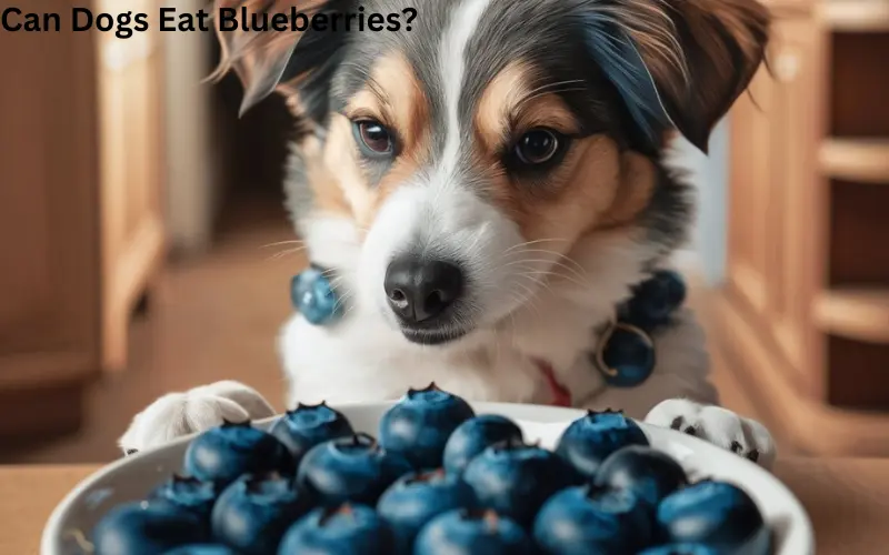 Can Dogs Eat Blueberries?