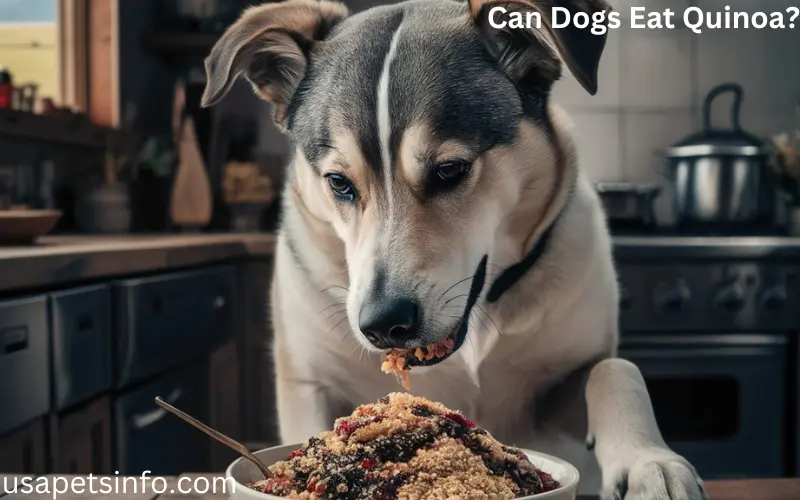 Can Dogs Eat Quinoa?