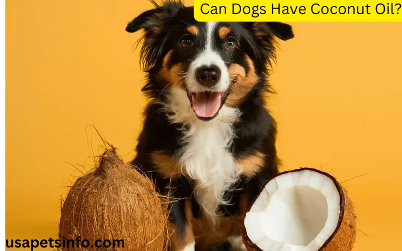 Can Dogs Have Coconut Oil?