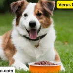 Verus Dog Food Review