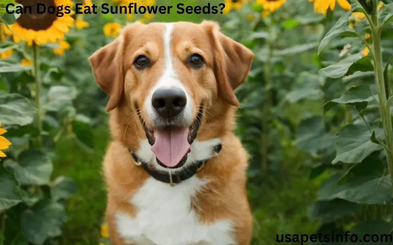 Can Dogs Eat Sunflower Seeds?