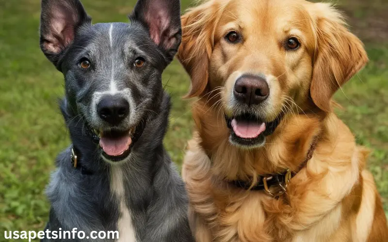 Golden Retriever Blue Heeler Mix