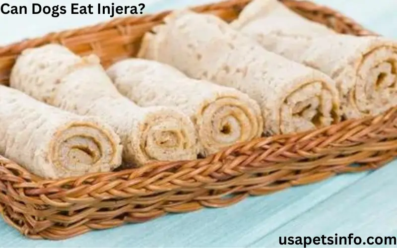 Can Dogs Eat Injera? Is Injera Bread Safe For Dogs?