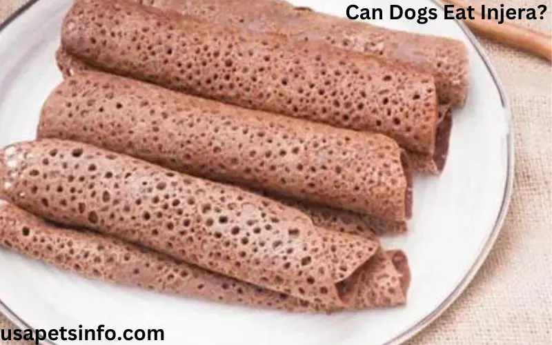 Can Dogs Eat Injera? Is Injera Bread Safe For Dogs?