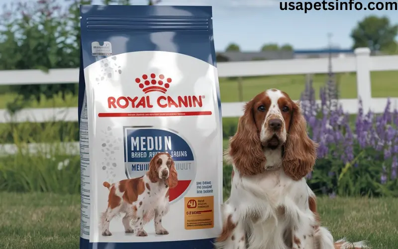 4 Best Dog Food for Cocker Spaniels?