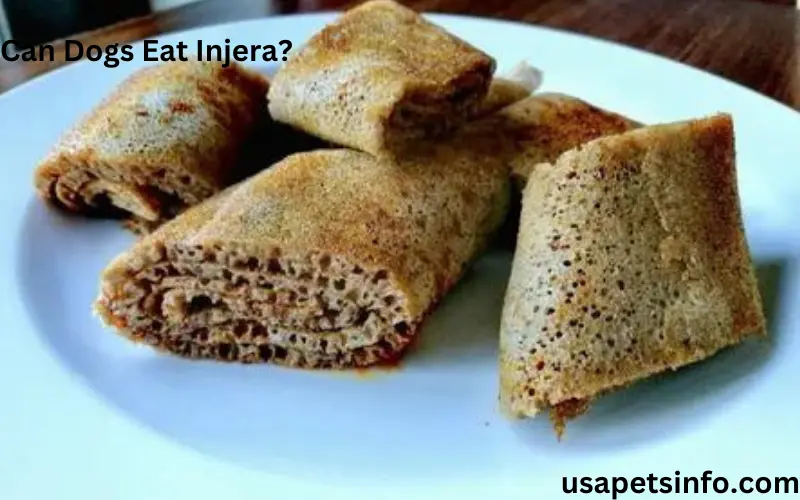 Can Dogs Eat Injera?