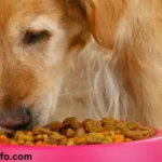 Infinia Dog Food Review