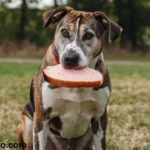 Can Dogs Eat Bologna