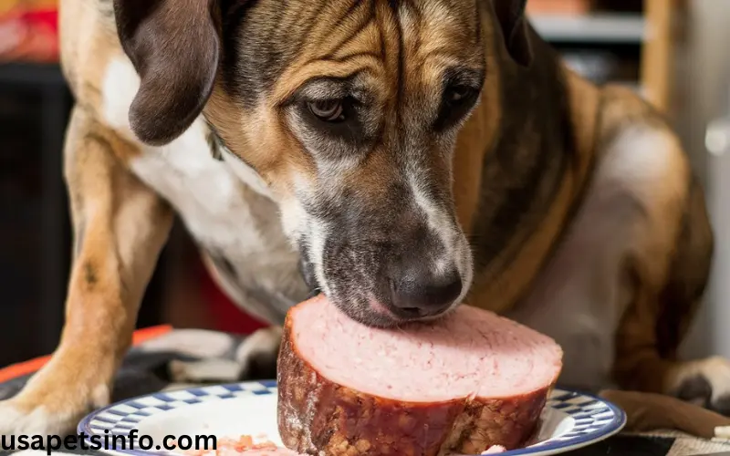 Can Dogs Eat Bologna? Why Is Bologna Bad For Dogs?