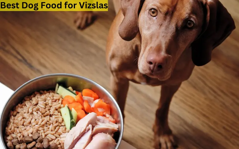 3 Best Dog Food for Vizslas