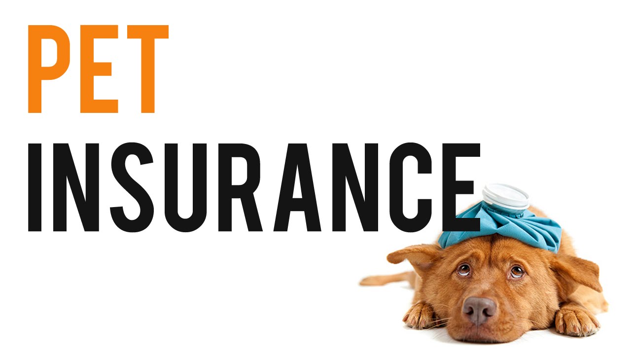 pet-insurance