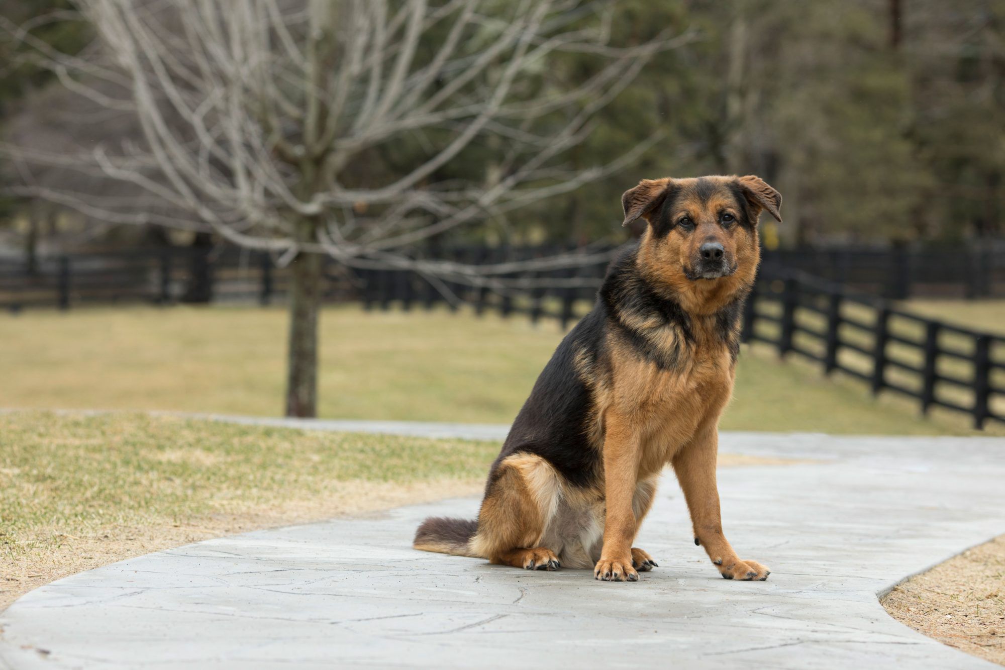 Senior Dog