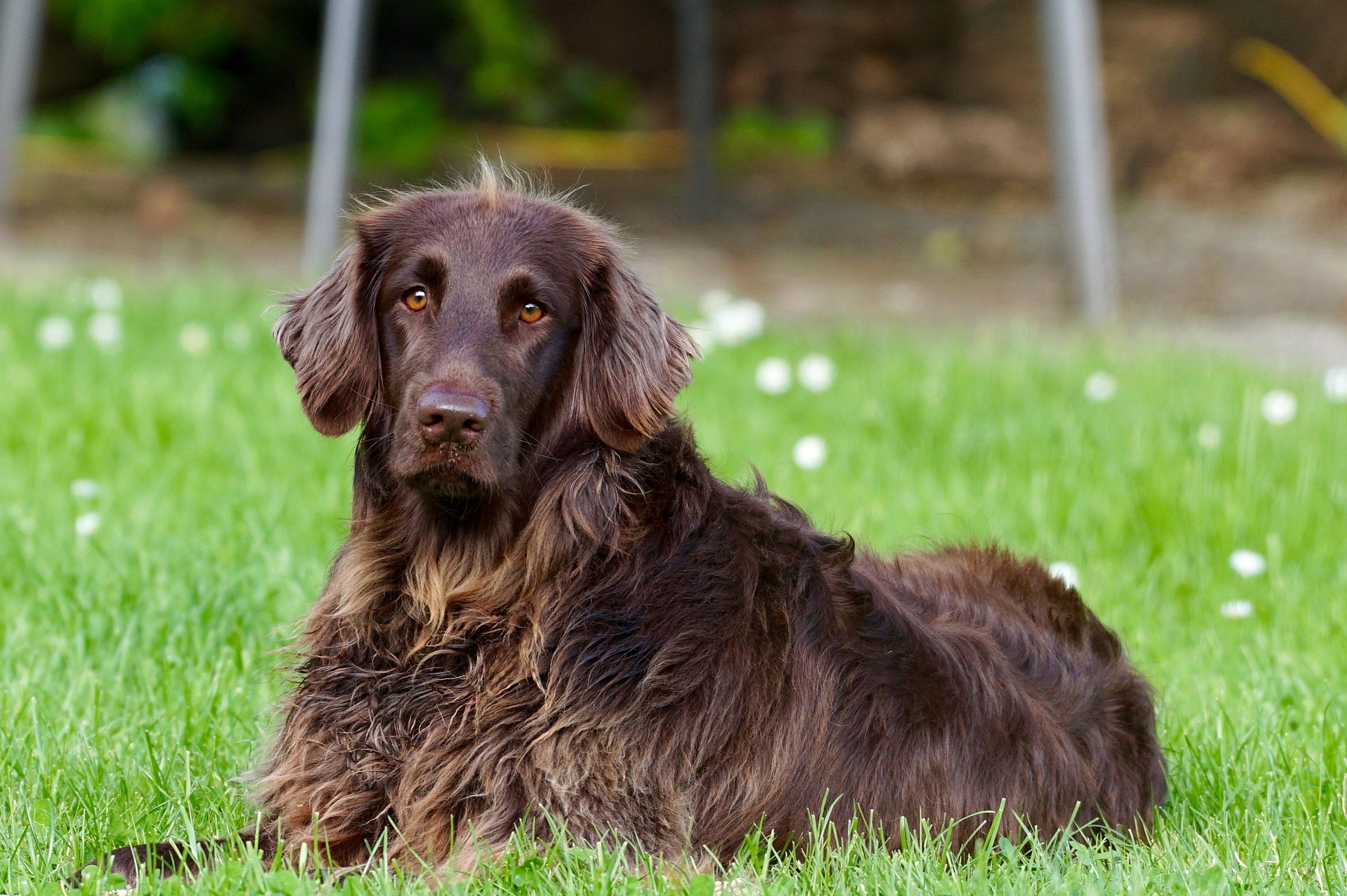 Pet Insurance