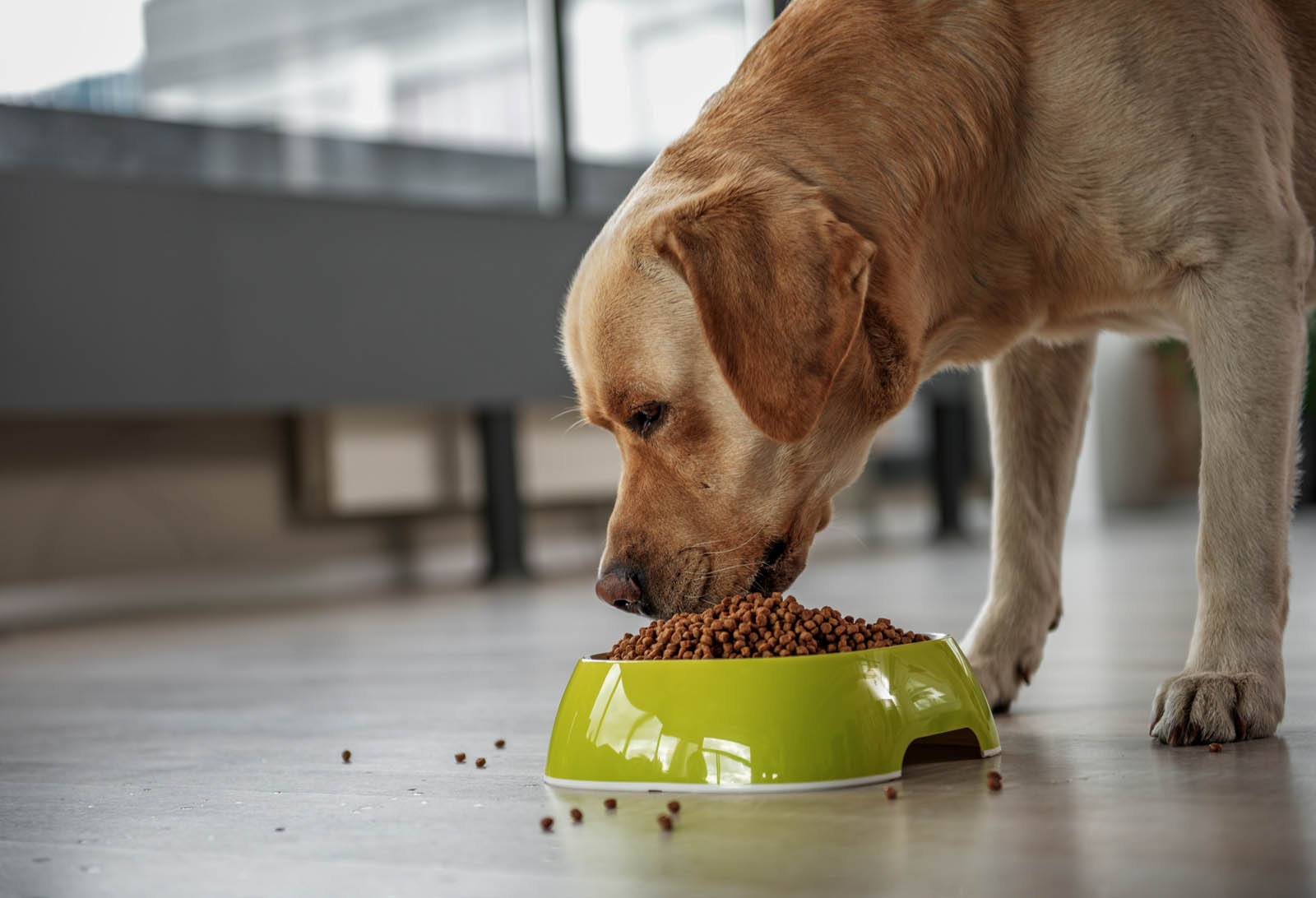 Pet Food
